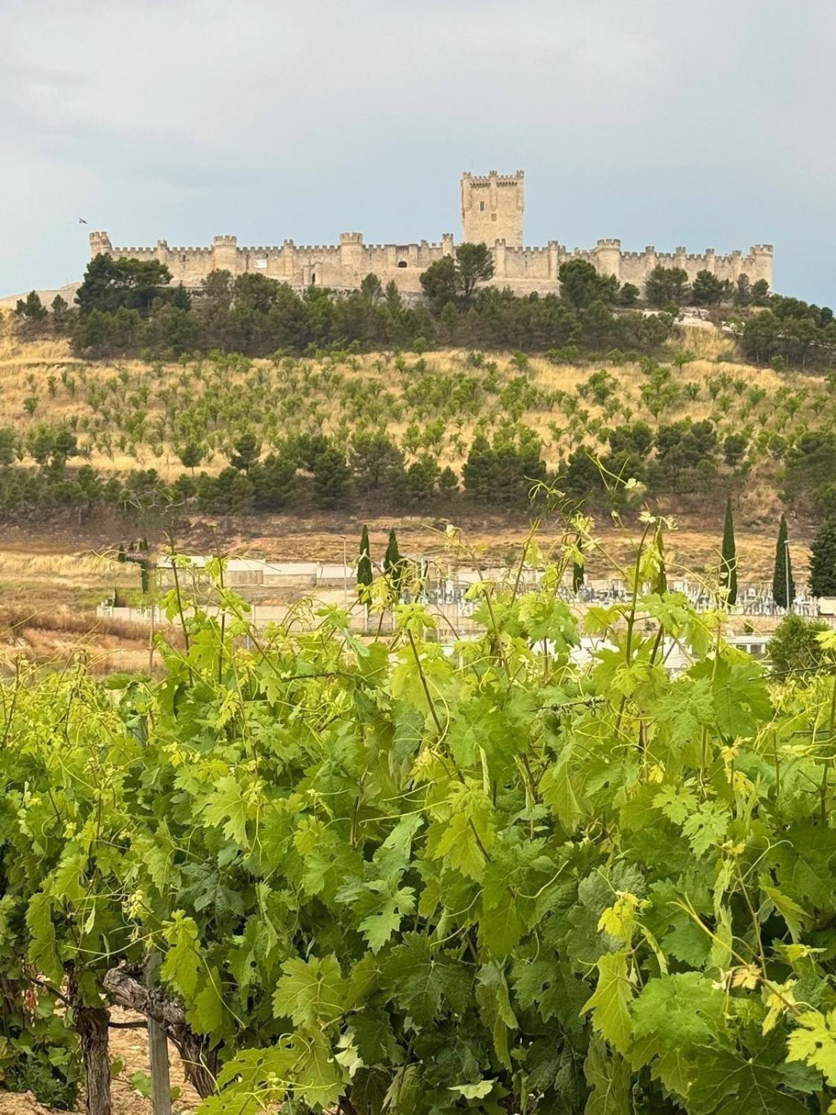 Finca Entrevinedos De Bodegas Marcos Peñafiel Dış mekan fotoğraf