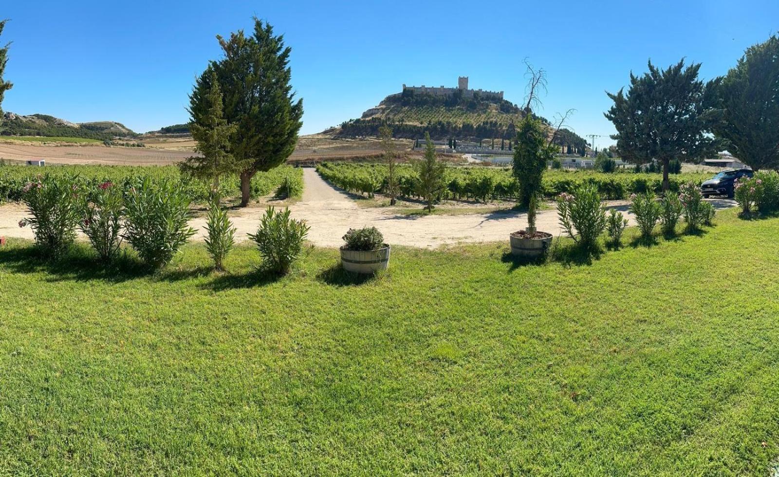 Finca Entrevinedos De Bodegas Marcos Peñafiel Dış mekan fotoğraf